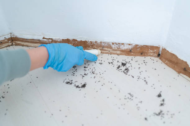 Best Local Pest Control Services  in Boling, TX