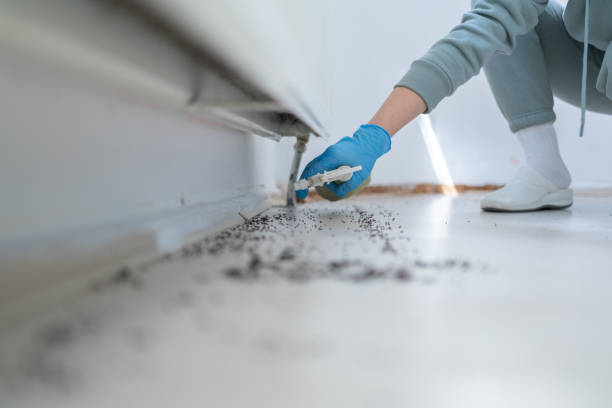 Best Flea Control Services  in Boling, TX